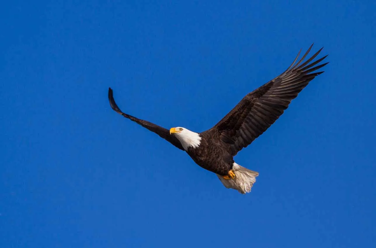 Adult American Bald Eagle Flying Over Hayden Lake, Idaho